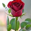 زهرا منصوری