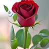 زهرا منصوری زهرا منصوری