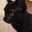 Black Miau