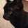 Black Miau