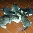 9 sahabat sejati