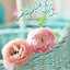 Shima Alibrahim 