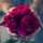 Heba M Zaitoun 