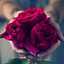 Heba M Zaitoun 