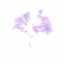 Husnaorchid