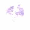 Husnaorchid