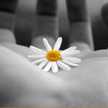 Felicita*