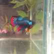 Pakasai Wild Betta