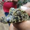 Diomedes Tidida