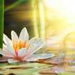  🌼🌻ريحانة السلف🌻🌼