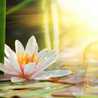  🌼🌻ريحانة السلف🌻🌼