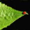Greenleaf