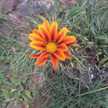 Flor