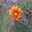 Flor