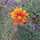 Flor