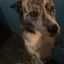 Leonor
