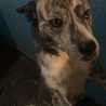 Leonor