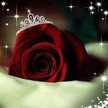 Diam Coralina