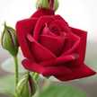 Om Riad