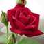 Om Riad