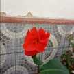 Mariana Cristina Fernandez