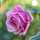 🌹jamila 🌹 🌹jamila 🌹