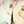 Siham 