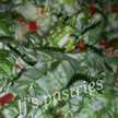 Jj's pastries 