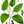blackpeper