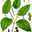 blackpeper