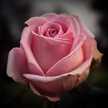 أم فرح