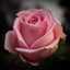 أم فرح