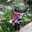 Fitriyah Ulfah