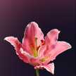 Shyanna H