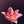 Shyanna H