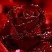 🥀𝓐𝓵𝔀𝓪𝓻𝓭🥀