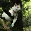Meow Boon