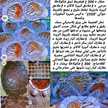 🍴🇩🇿Cuisine_Oum_Marwa Dz🇩🇿🍴