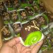 Ni'ma Taltha Muhida