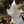 Mary Njenga