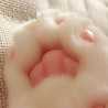Hana Chan Hana Chan