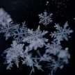 Snowdrop