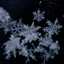 Snowdrop