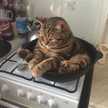 meenanuch