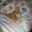 Eva