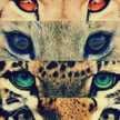 ELE_LION