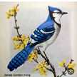 Hoopoe Bird