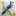 Hoopoe Bird Hoopoe Bird
