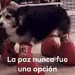 GALL _ILLEO