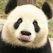 pandita senpai
